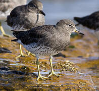 Surfbird