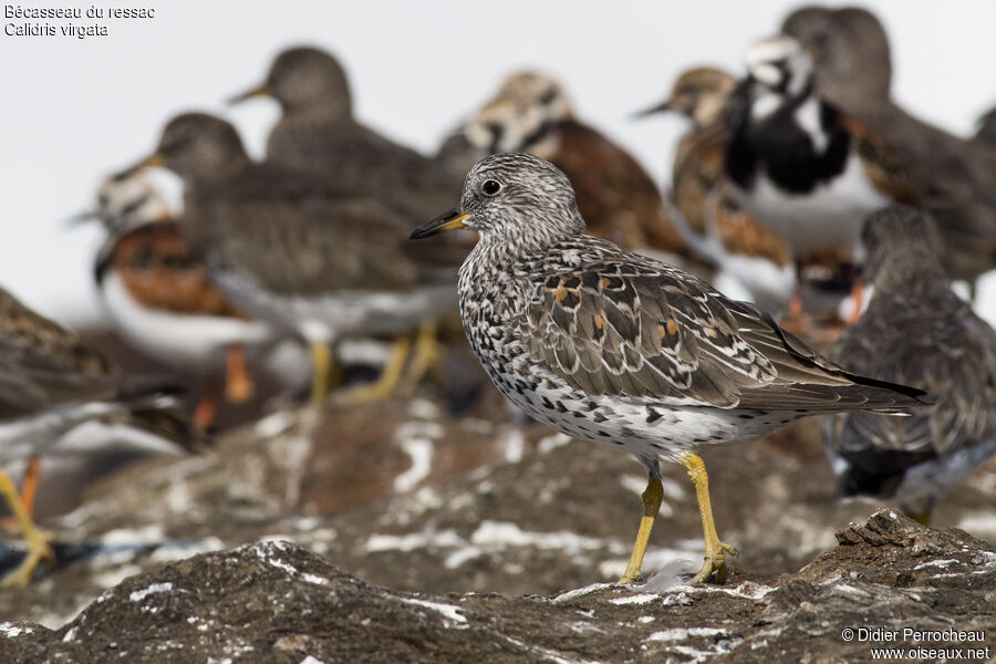 Surfbird