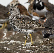 Surfbird