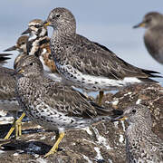 Surfbird