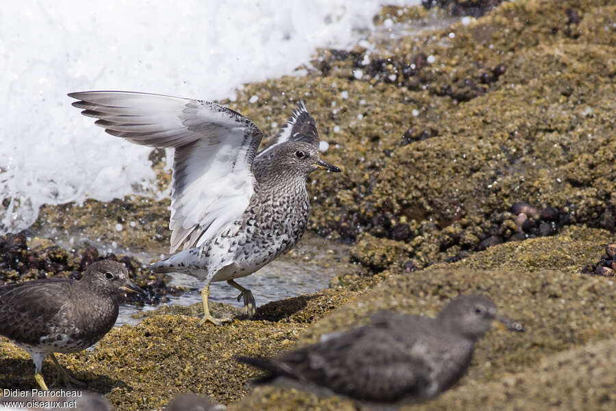 Surfbirdadult, Behaviour