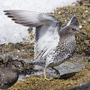 Surfbird