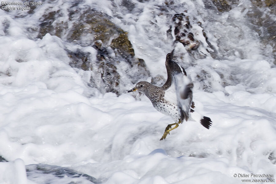 Surfbird