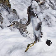 Surfbird