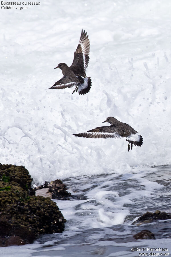 Surfbird