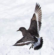 Surfbird