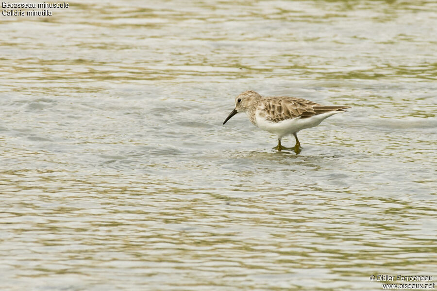 Least Sandpiper