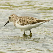 Least Sandpiper