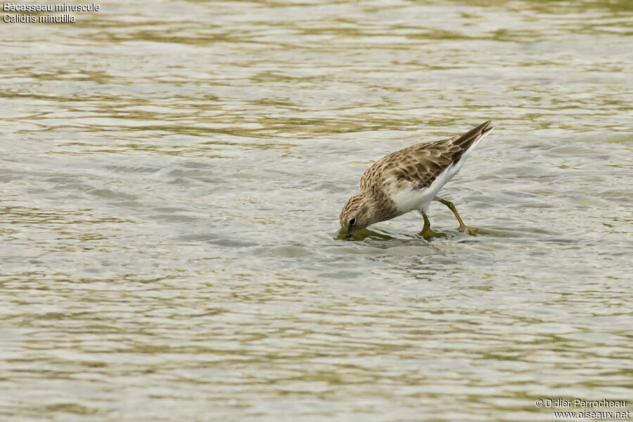 Least Sandpiper