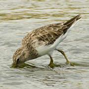 Least Sandpiper