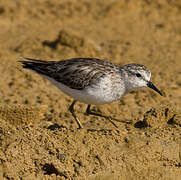 Least Sandpiper