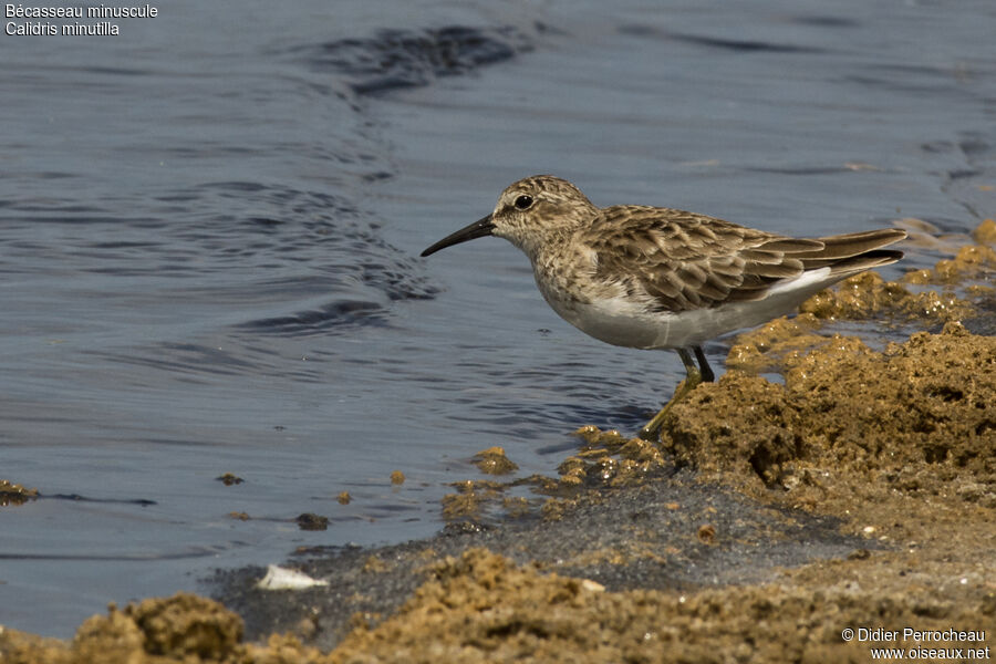 Least Sandpiper