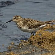 Least Sandpiper