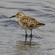 Least Sandpiper