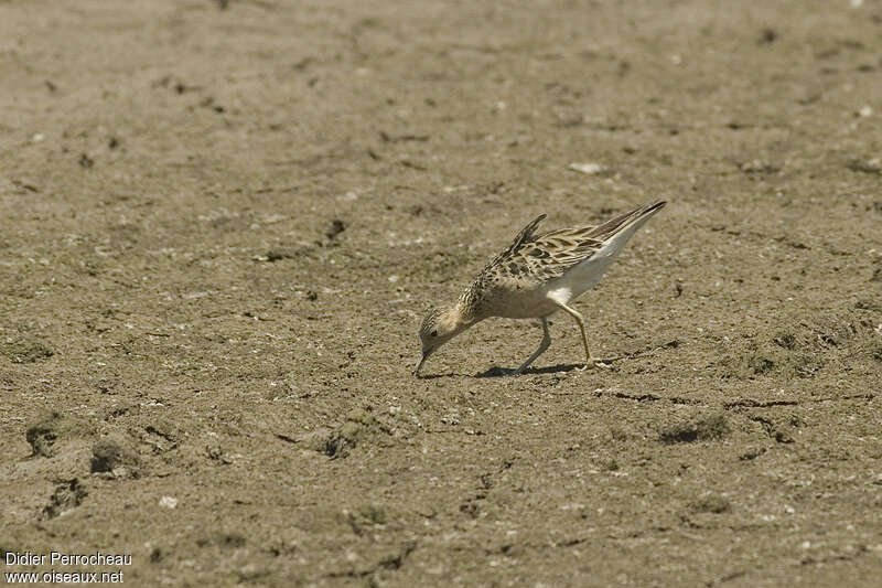 Bécasseau rousset, camouflage, pigmentation, pêche/chasse