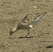 Buff-breasted Sandpiper