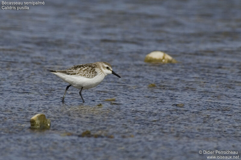 Semipalmated Sandpiper