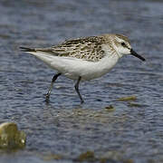 Semipalmated Sandpiper