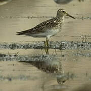 Pectoral Sandpiper