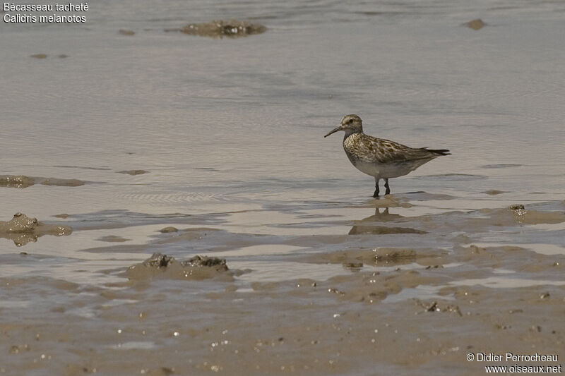 Pectoral Sandpiper