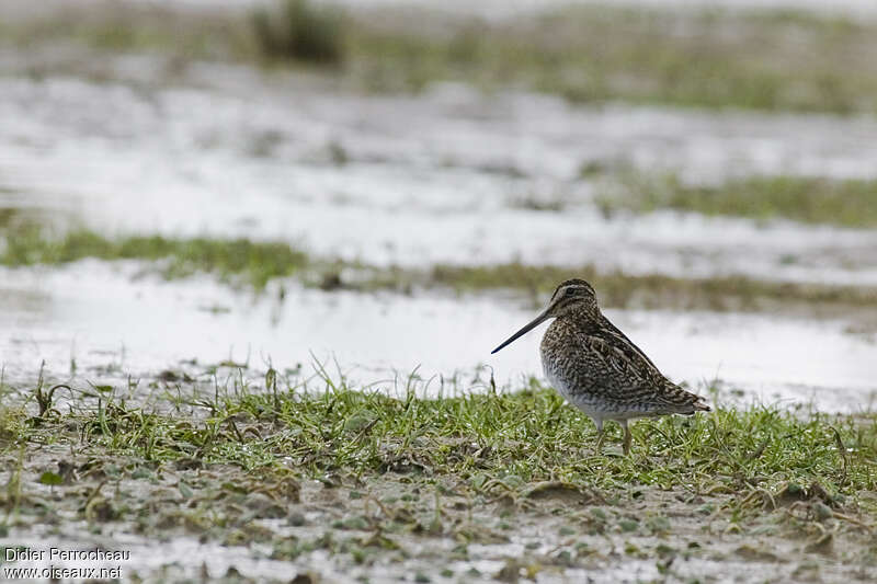 Puna Snipeadult, identification