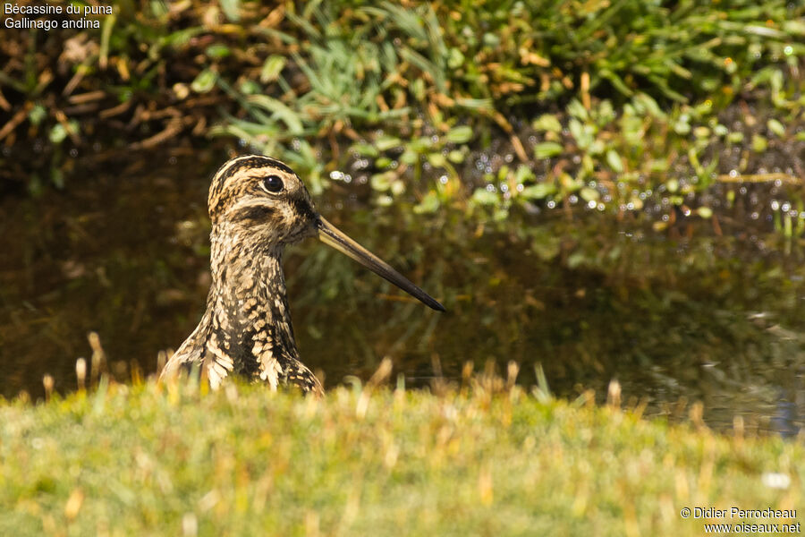 Puna Snipe