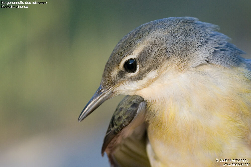 Grey Wagtail