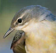 Grey Wagtail