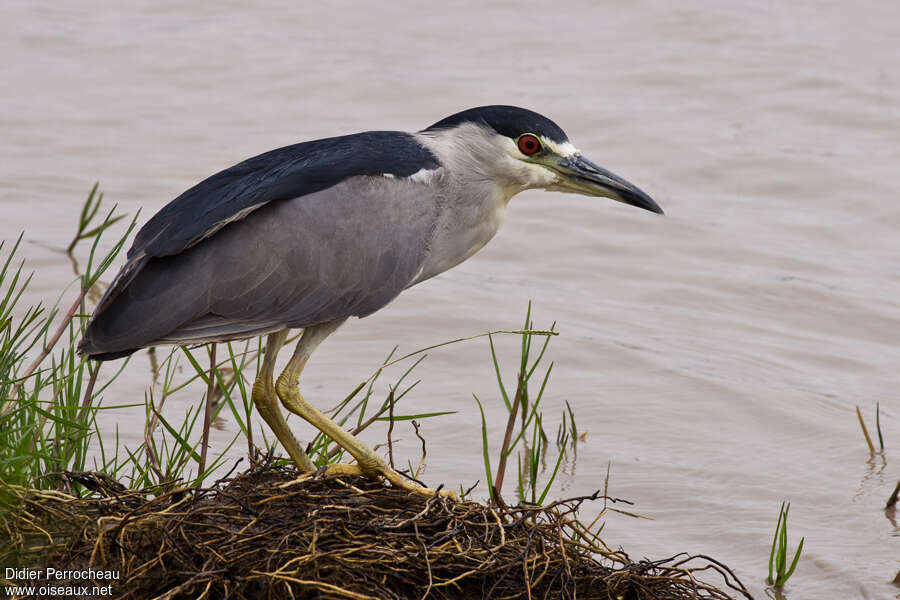 Black-crowned Night Heronadult, identification