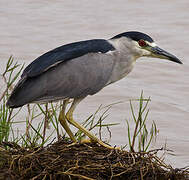 Black-crowned Night Heron