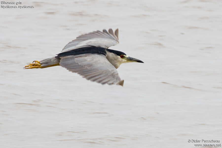 Black-crowned Night Heron