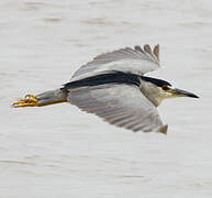 Black-crowned Night Heron