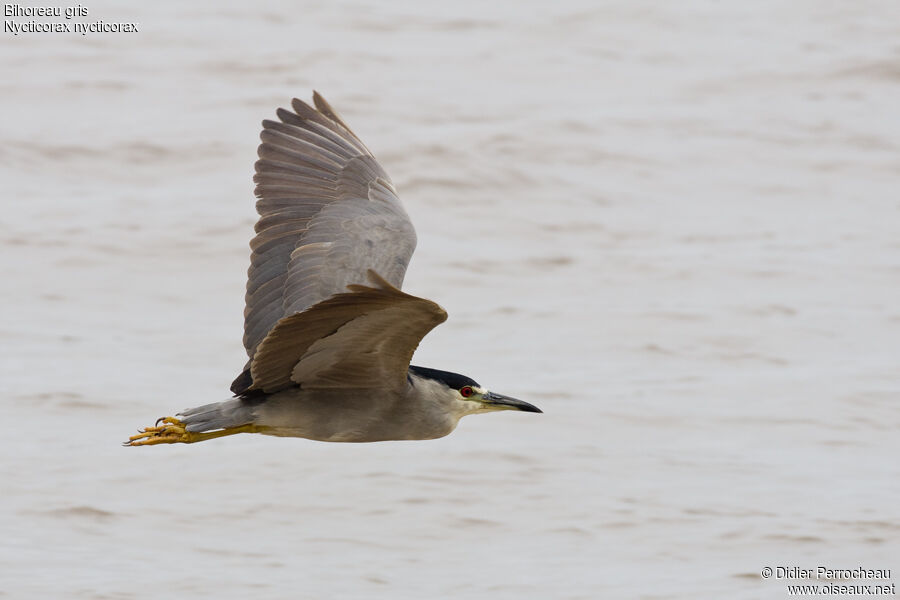 Black-crowned Night Heron