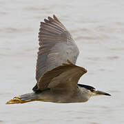 Black-crowned Night Heron