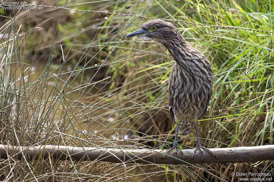 Black-crowned Night Heronjuvenile