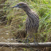 Black-crowned Night Heron