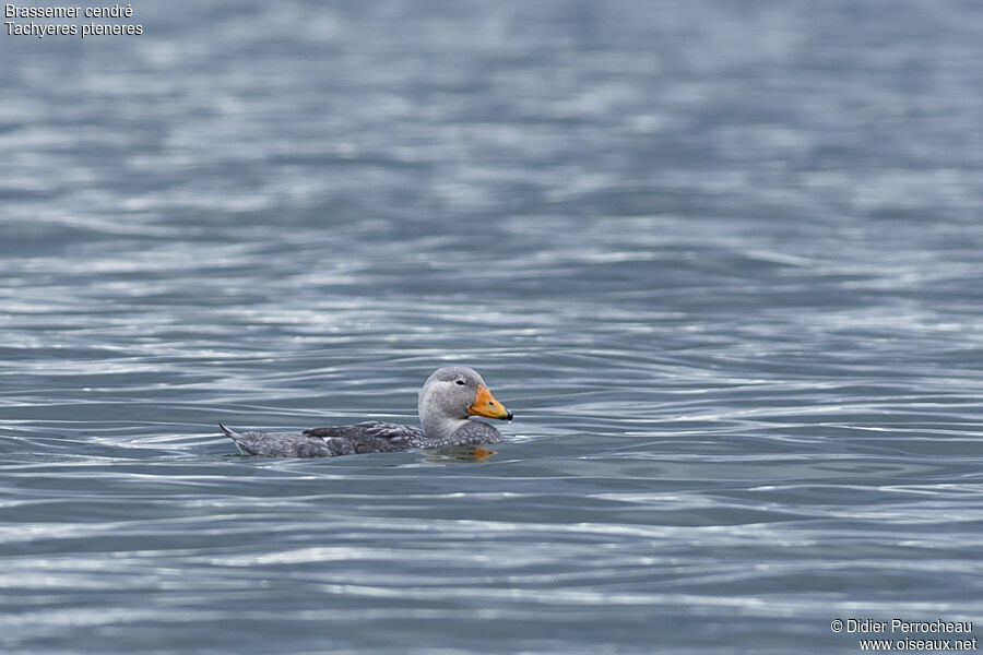 Fuegian Steamer Duck