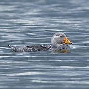 Fuegian Steamer Duck