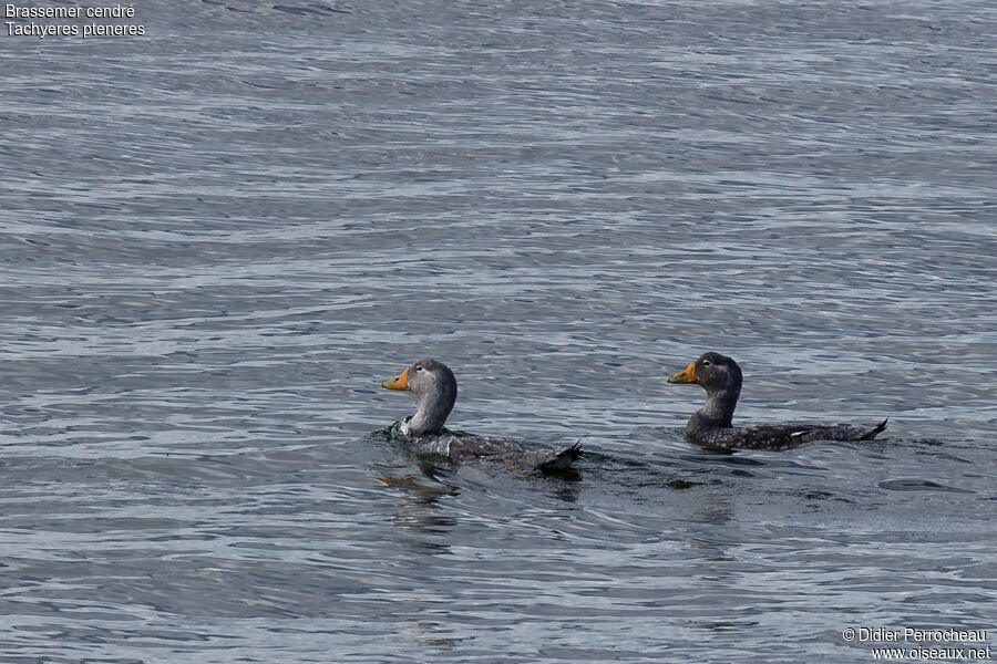 Fuegian Steamer Duck