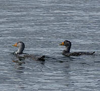 Fuegian Steamer Duck