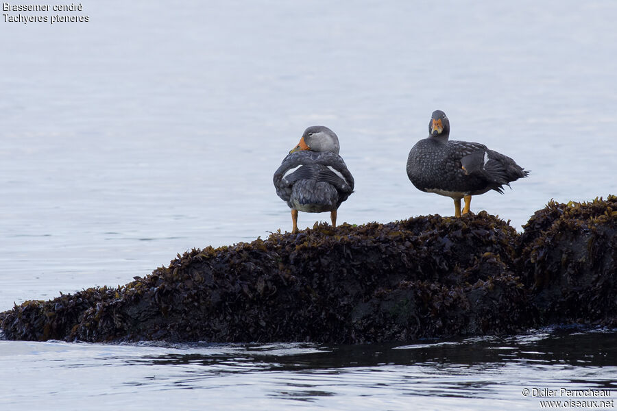 Fuegian Steamer Duck