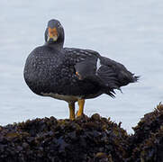 Fuegian Steamer Duck