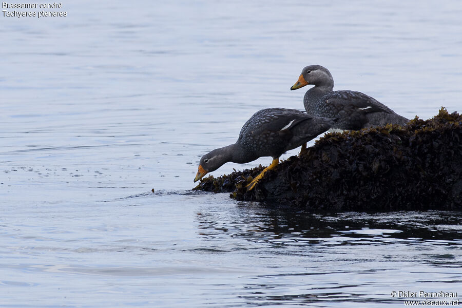 Fuegian Steamer Duck