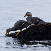 Fuegian Steamer Duck