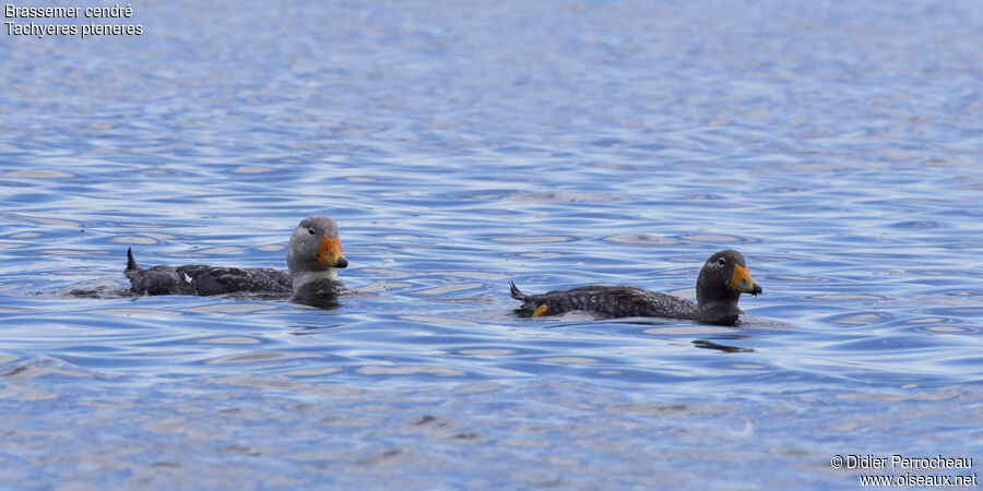 Fuegian Steamer Duck