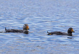 Fuegian Steamer Duck