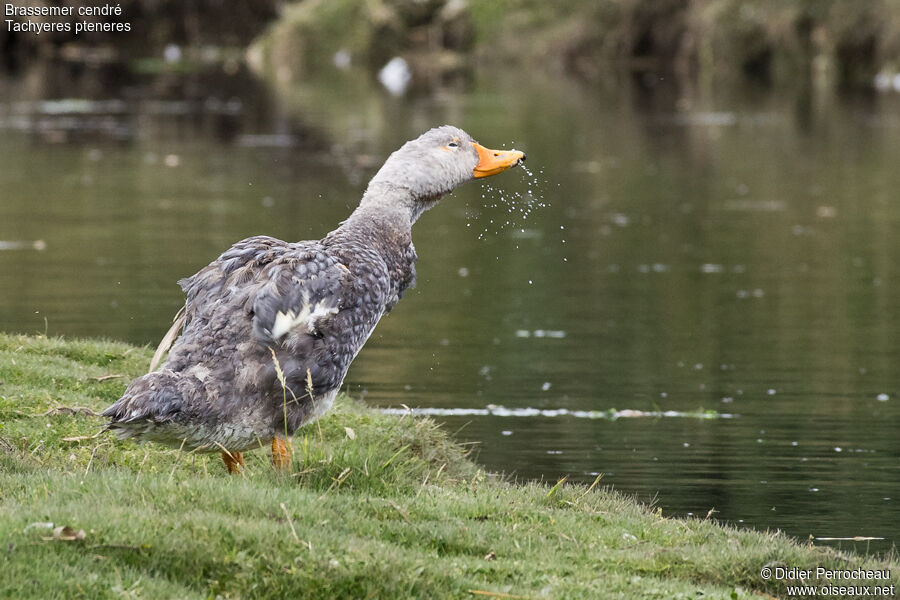 Fuegian Steamer Duck