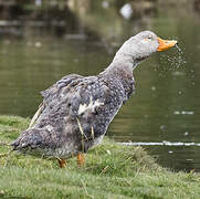 Fuegian Steamer Duck