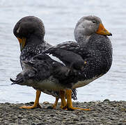 Fuegian Steamer Duck