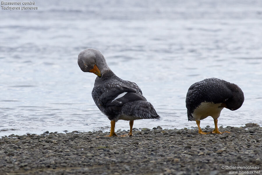 Fuegian Steamer Duck